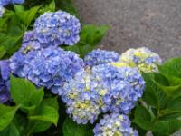 Hellblaue Hortensienblüten mit Gelbanteilen - Olsker